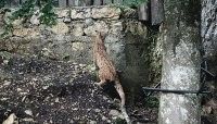 Suisse : un lynx né en liberté s’échappe de captivité