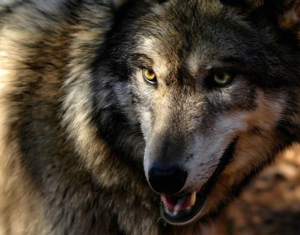 LOUP