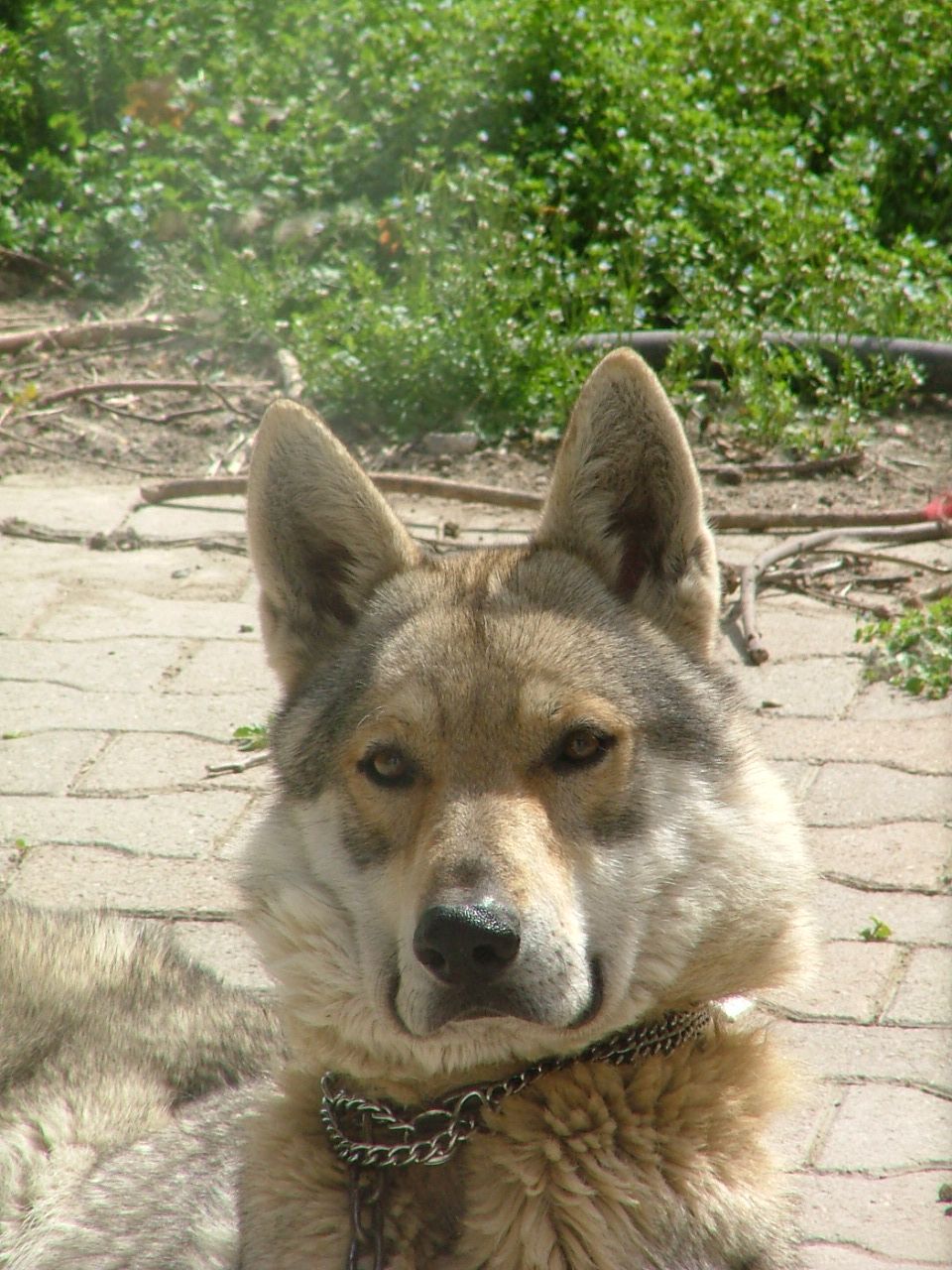 VOLF