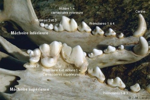 MIEUX COMPRENDRE LE LOUP 