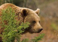 Rencontre avec ours