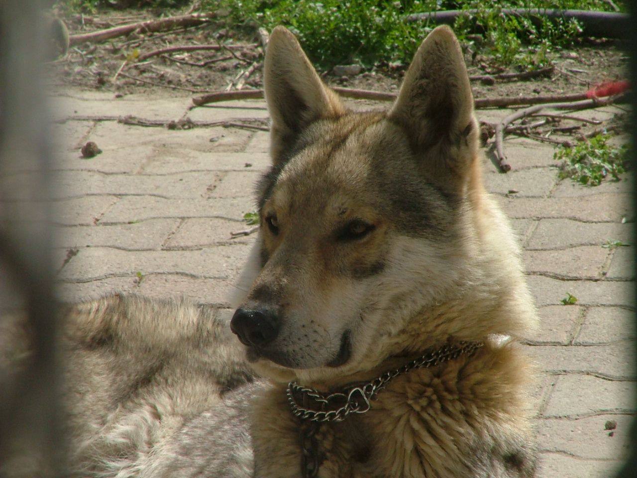 VOLF